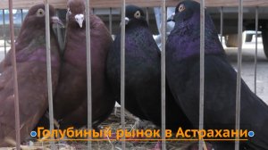 Голубинный рынок в Астрахани! 5.04.26г