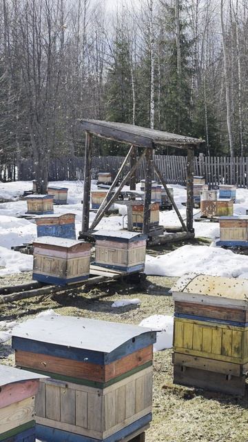 Облёт пчёл .