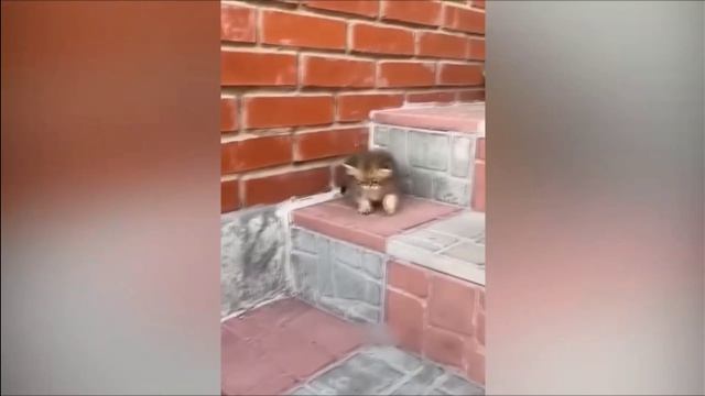 смешные котики🤣🤣 под музыку