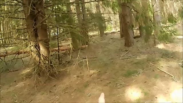 6 апреля 2026 ломаные деревья и разарённый муровейник