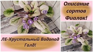 Описание сортов Фиалок! ЛЕ-Хрустальный Водопад Голд!