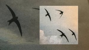 a.Ja - Камбоджи (Официальная премьера трека)