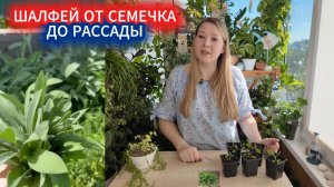 5 причин посеять шалфей дубравный/лекарственный. Уход за шалфеем от семечка до рассады.