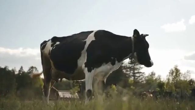 Ой Бурёнушка Бурёнка Песня про уничтожение коров в поддержку труженикам села.