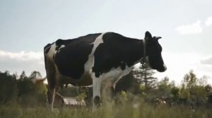 «Ой Бурёнушка, Бурёнка» Песня про уничтожение коров в поддержку труженикам села.