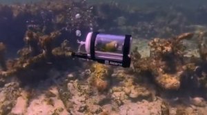 Дайвер на Багамах погрузился на глубину вместе с попугаем