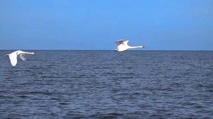 Небо, Разорвётся Небо🙏
 Душевный Шансон💯💣