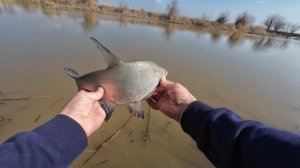 Рыбалка в апреле | Судак объявил голодовку