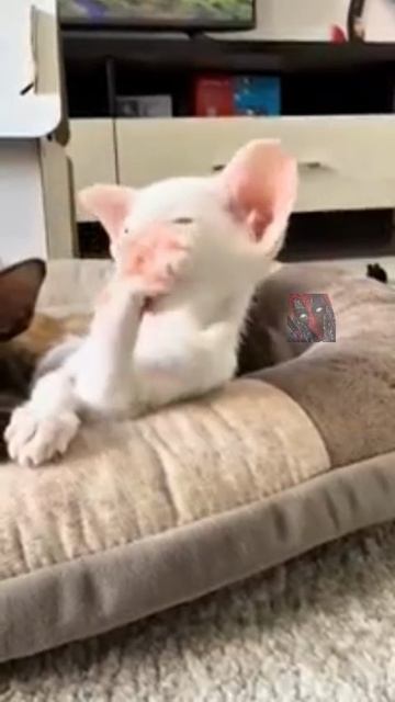 Намного лучше, чем быть в плохой компании, не правда ли?!? 😼🫶😎