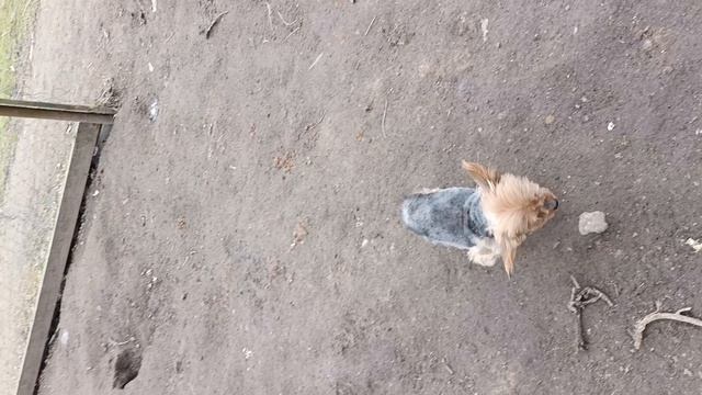 Плотный ужин у курочек 🐔🐓