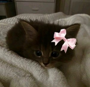 играем в игру угадай выпавшее число на кубике и будем болтать