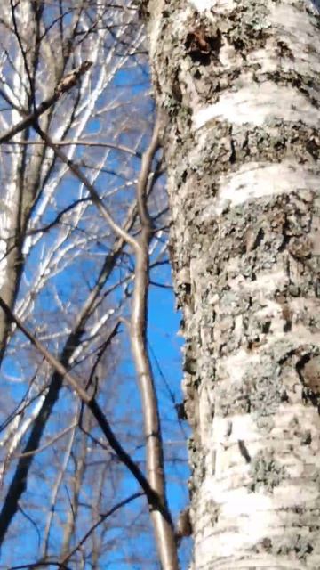 ✔Чага🌰 везде❓✔