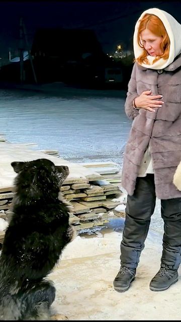 Собака отморозила лапы