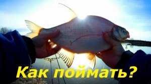 КАК ПОЙМАТЬ ЛЕЩА В АПРЕЛЕ НА ФИДЕР? НАЖИВКИ И СНАСТИ ДЛЯ РЫБАЛКИ! МЕСТА ДЛЯ ЛОВЛИ ЛЕЩА