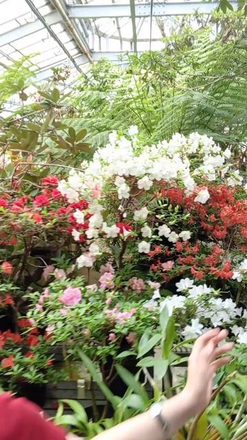 Цветущая азалия на ВДНХ это фондовая оранжерея там где Ботанический сад.