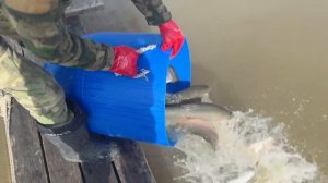 Зарыбление 06.04.2026