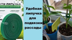 Подвязка рассады огурцов с помощью липучки
