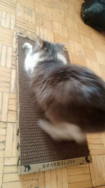 Когтеточка понравилась и кошке и владельцам❤️