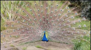 Красивейший павлин распушил свой шикарный хвост. Сочи Парк Дендрарий