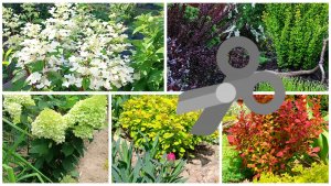 Обрезала Гортензии и Барбарисы. К нам идёт похолодание.