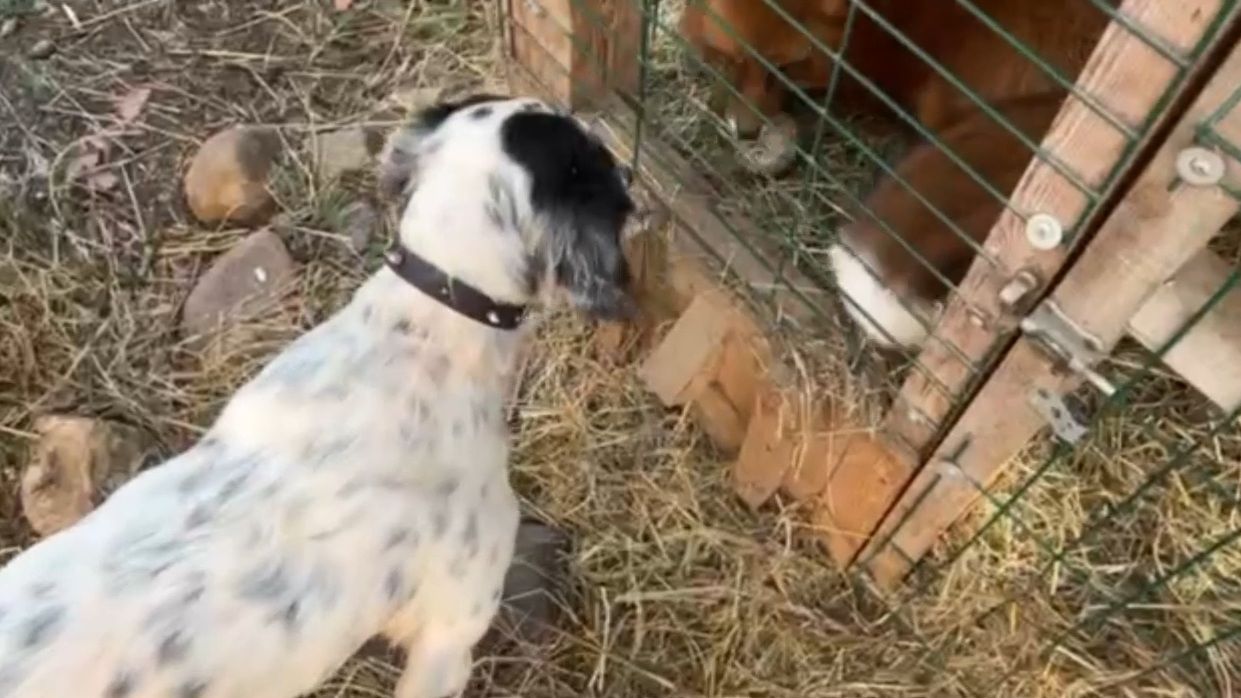 Лиса-Алиса. Игра Честера и Игниса