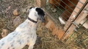 Лиса-Алиса. Игра Честера и Игниса