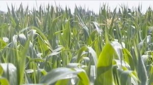 На Ставрополье яровые культуры посеют на площади около миллиона гектаров