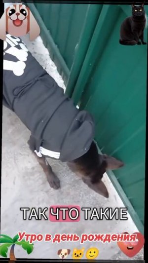 Утро в день рождения🎉🎈👑 🐶🐱😅