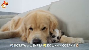 Котята и щенята 🐈🐶 Кошки и собаки 🤗 Про животных (9)