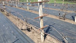 Мой виноградник на 06.04.26года, г. Краснодар Slava.King2007@mail.ru 8-918-62-41-37