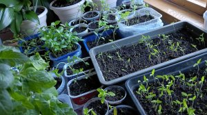 Моя рассада 6 марта