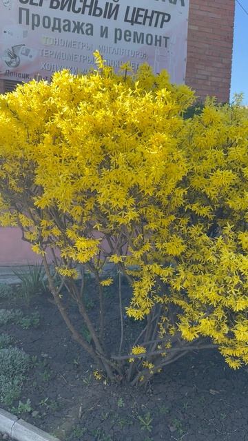 Цветение форзиции