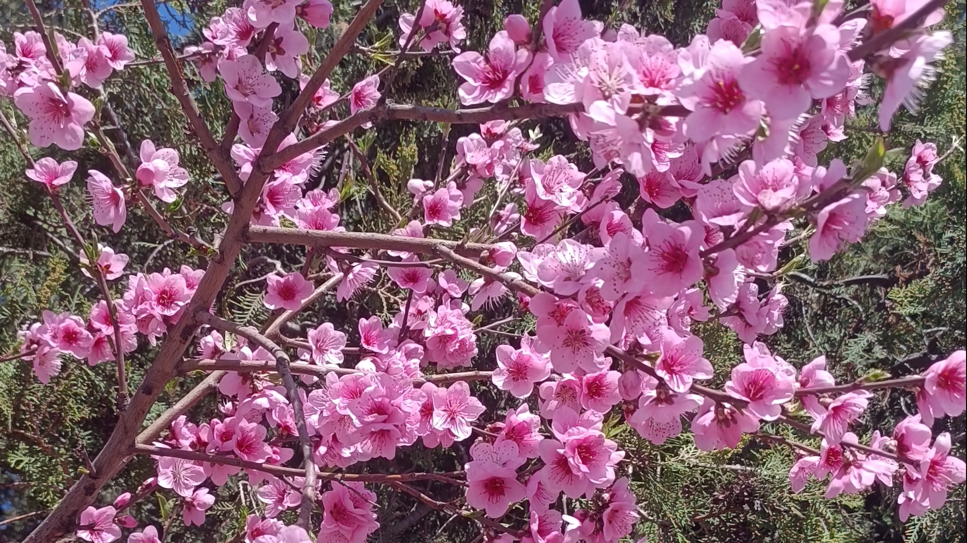 Весна на Кубани! 06.04.2026