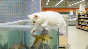 Как котёнок Кефир оказался в холодильнике с креветками? Приключение в супермаркете