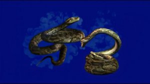 Змеюки под окном ждали добычу вдвоём_encoded