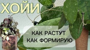 Интерьерные посадки для хой