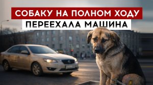 Собаку на полном ходу переехала машина