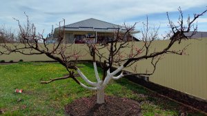Экспромпт по обрезке персика, цветение в южном саду.