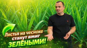 Листья на чесноке быстро станут зелёными- реально работающая подкормка