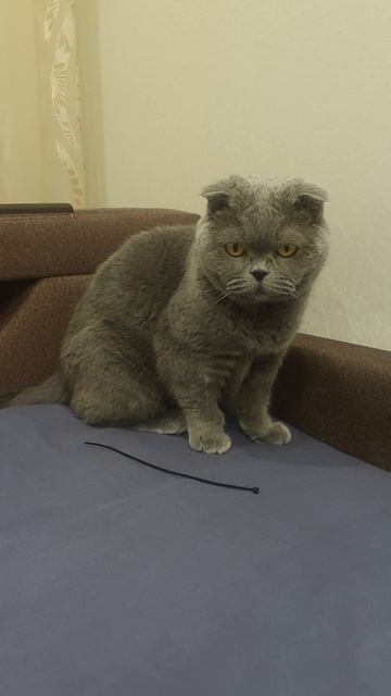 Шотландская вислоухая кошка Риана 06.04.2026.