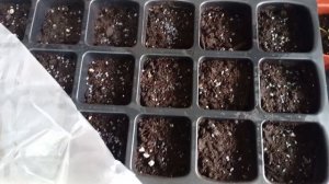 Рассада на 6 апреля.