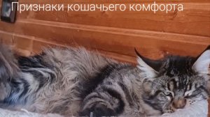 Признак комфорта у кота