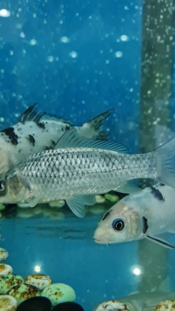 Пьют ли рыбы воду? 🐟