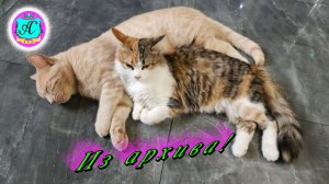 #Абхазия!🌴Сухум. Каштак. Гостевой Дом "АлиСер".❤🌹Из архива! Жизнь наших питомцев 2 !