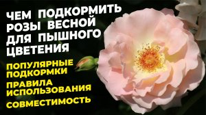 ЧЕМ ПОДКОРМИТЬ РОЗЫ ВЕСНОЙ ДЛЯ ПЫШНОГО ЦВЕТЕНИЯ. УДОБРЕНИЯ ДЛЯ РОЗ. ПЕРВЫЕ ПОДКОРМКИ ДЛЯ РОЗ ВЕСНОЙ