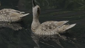 Wonderful 8K Videos _ Amazing Wild Animals in Dolby Vision 8K HDR 60fps