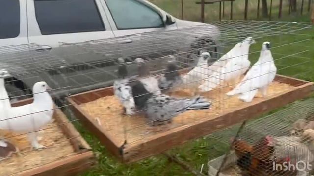 ярмарка голубей усть-лабинск хатукай 5•04•2026