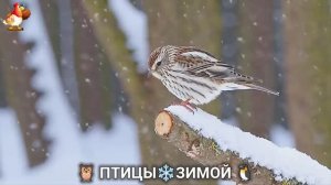 Птицы зимой в лесу 🐦_⬛🦉 🦤 видео для отдыха душой 🦅🌲(31)