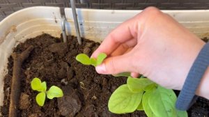 Черенкование ПЕТУНЬИ каскадной махровой.