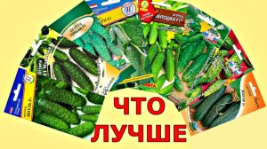КАК выбрать СЕМЕНА ОГУРЦОВ Какой сорт лучше?